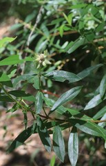Pimelea ligustrina ligustrina
