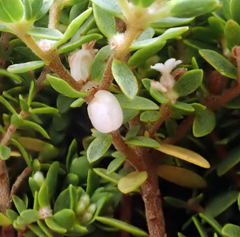 Pimelea orthia protea