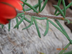 Gompholobium ecostatum