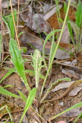 Plantago