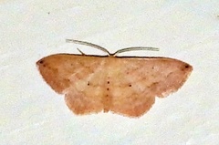 Scopula umbilicata