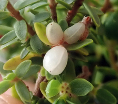Pimelea orthia protea