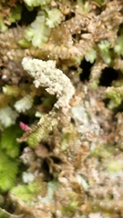Cladonia bellidiflora