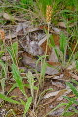 Plantago