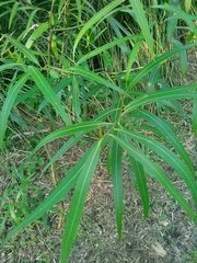 Sapium haematospermum