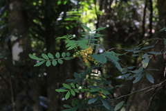 Senna acclinis