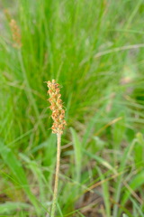 Plantago