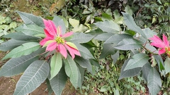 Euphorbia pulcherrima