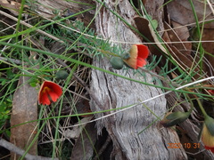 Gompholobium ecostatum