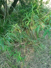 Sapium haematospermum