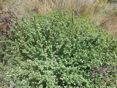 Pimelea orthia protea