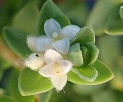 Pimelea orthia protea