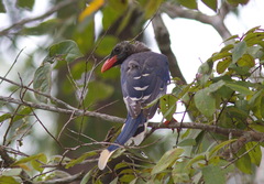 Urocissa erythroryncha