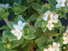 Pimelea orthia protea