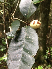 Elaeodendron croceum