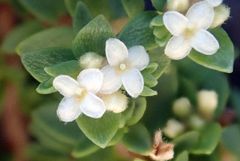 Pimelea orthia protea