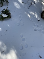 Lepus americanus