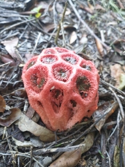 Clathrus crispus