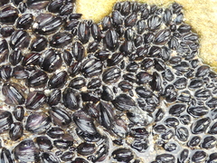 Brachidontes rostratus