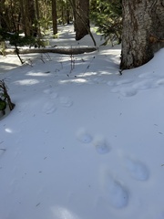 Lepus americanus