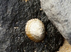 Cellana tramoserica