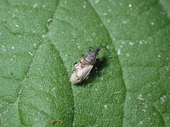 Oxycarenus hyalinipennis