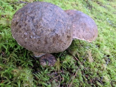 Caloboletus conifericola