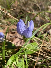 Gentiana saponaria