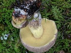 Caloboletus conifericola