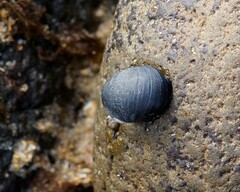 Nerita atramentosa