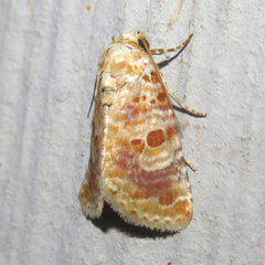 Diastema tigris