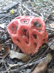 Clathrus crispus