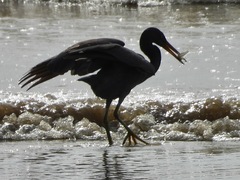 Egretta sacra