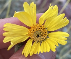 Encelia