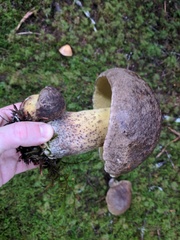 Caloboletus conifericola