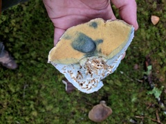 Caloboletus conifericola