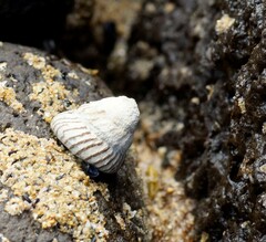 Bembicium nanum