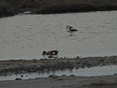 Spatula clypeata × cyanoptera