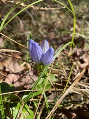 Gentiana saponaria