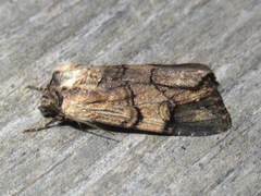 Dichagyris grotei