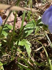Gentiana saponaria