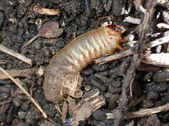 Cotinis mutabilis