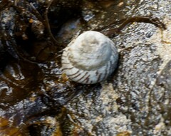 Bembicium nanum