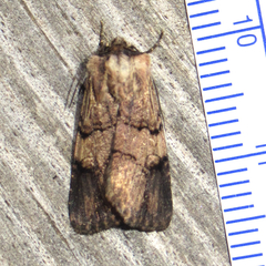 Dichagyris grotei