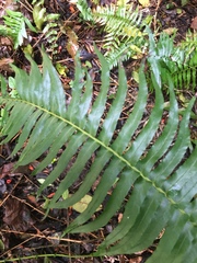 Blechnum punctulatum