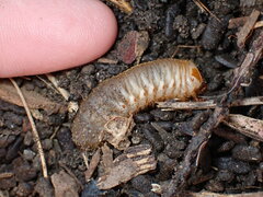 Cotinis mutabilis