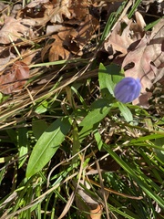 Gentiana saponaria