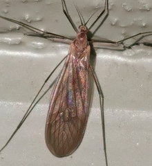Tipulomorpha