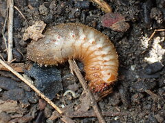Cotinis mutabilis