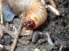 Cotinis mutabilis